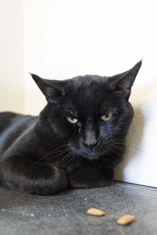 Catson, an adoptable Domestic Short Hair in Boise, ID