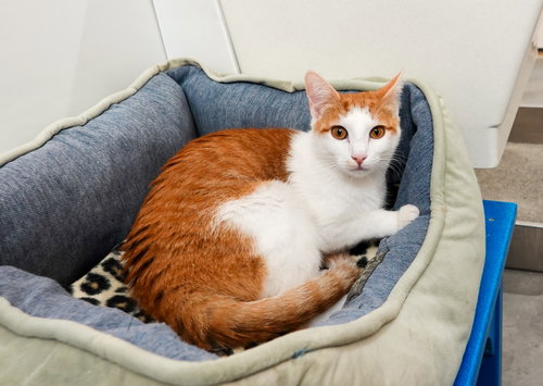 Aloka, an adoptable Domestic Short Hair in Boise, ID