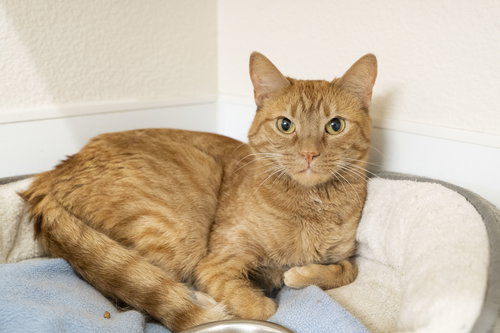 Pumpkin, an adoptable Domestic Short Hair in Boise, ID