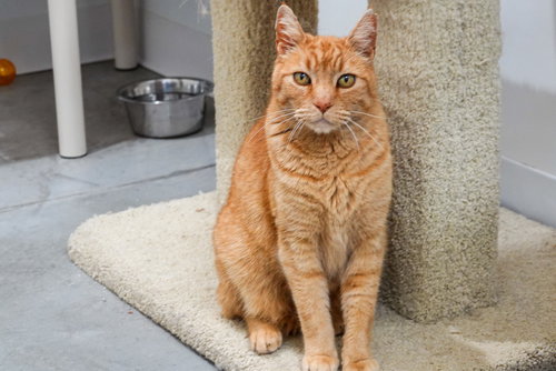 Barcelona, an adoptable Domestic Short Hair in Boise, ID