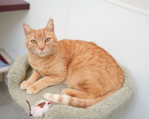 Barcelona, an adoptable Domestic Short Hair in Boise, ID