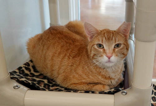 Stella, an adoptable Domestic Short Hair in Boise, ID