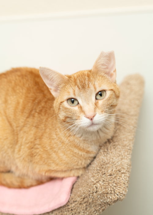 Stella, an adoptable Domestic Short Hair in Boise, ID