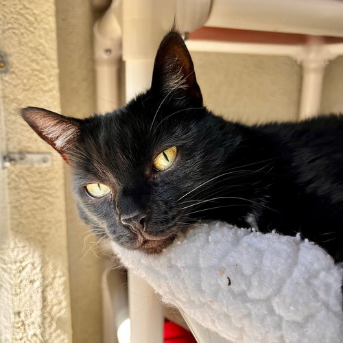 Jinxy, an adoptable Domestic Short Hair in Boise, ID