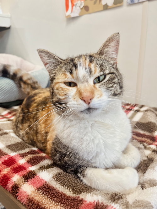 Gigit, an adoptable Domestic Short Hair in Boise, ID