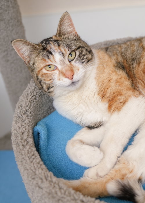 Gigit, an adoptable Domestic Short Hair in Boise, ID