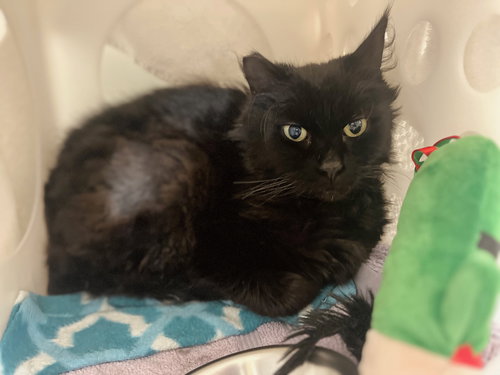 Beemer, an adoptable Domestic Short Hair in Boise, ID