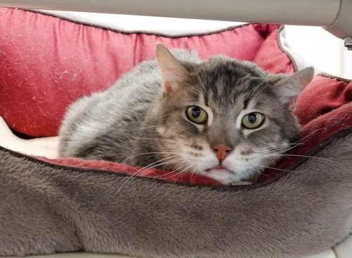 Slim Pickens, an adoptable Domestic Short Hair in Boise, ID