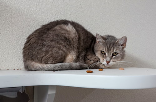Whimsey Lou, an adoptable Domestic Short Hair in Boise, ID