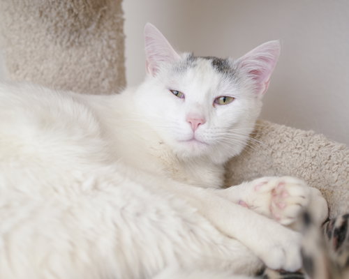 Alvin, an adoptable Domestic Short Hair in Boise, ID