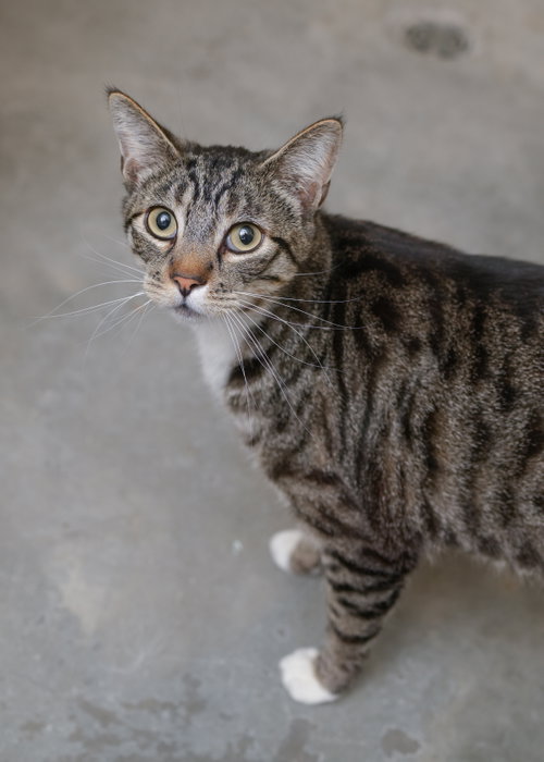 Tabby, an adoptable Domestic Short Hair in Boise, ID