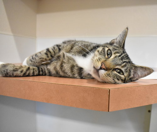 Tabby, Adult Domestic Short Hair, cat for adoption in Nampa, Idaho