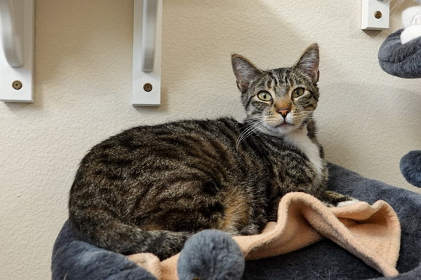 Tabby