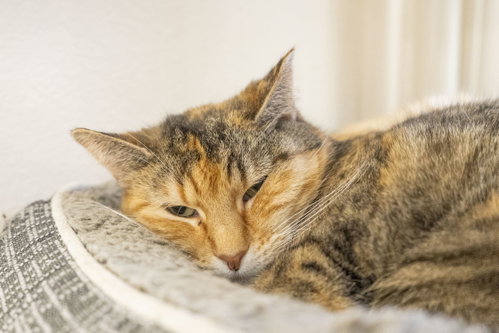 Juliet, an adoptable Domestic Short Hair in Boise, ID