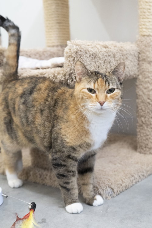 Juliet, Adult Domestic Short Hair / Torbie, cat for adoption in Nampa, Idaho