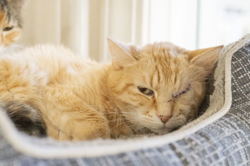 Roslyn, an adoptable Domestic Short Hair in Boise, ID