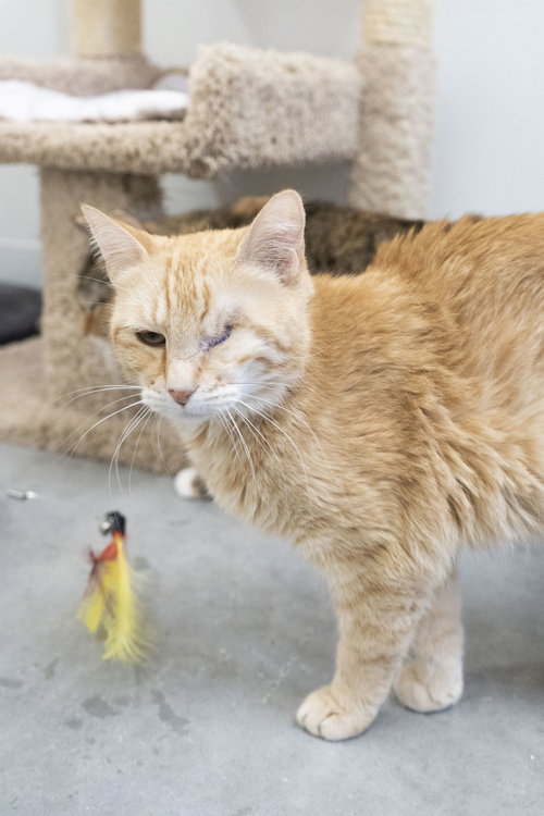 Roslyn, Adult Domestic Short Hair, cat for adoption in Nampa, Idaho