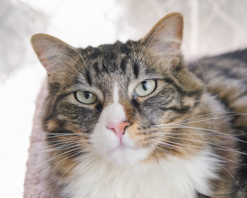 Legion, an adoptable Domestic Long Hair in Boise, ID