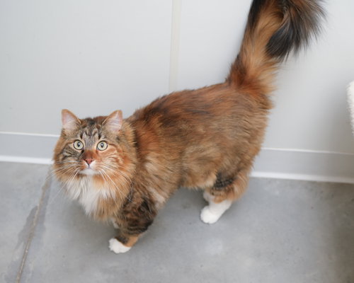 Legacy, an adoptable Domestic Medium Hair in Boise, ID