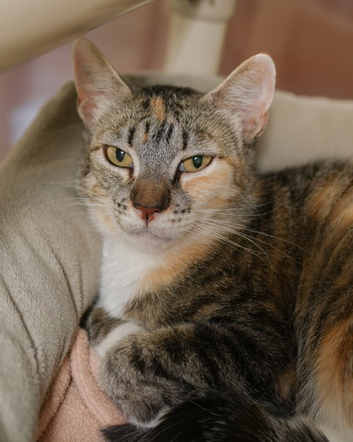 Debbie, an adoptable Domestic Short Hair in Boise, ID