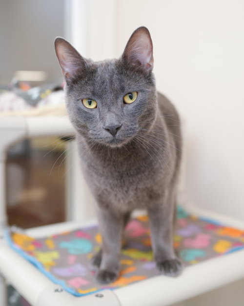 Ekko, an adoptable Domestic Short Hair in Boise, ID