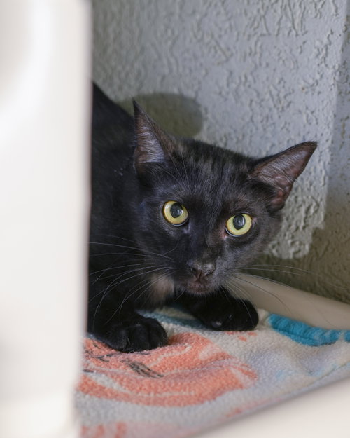 Zevy, an adoptable Domestic Short Hair in Boise, ID