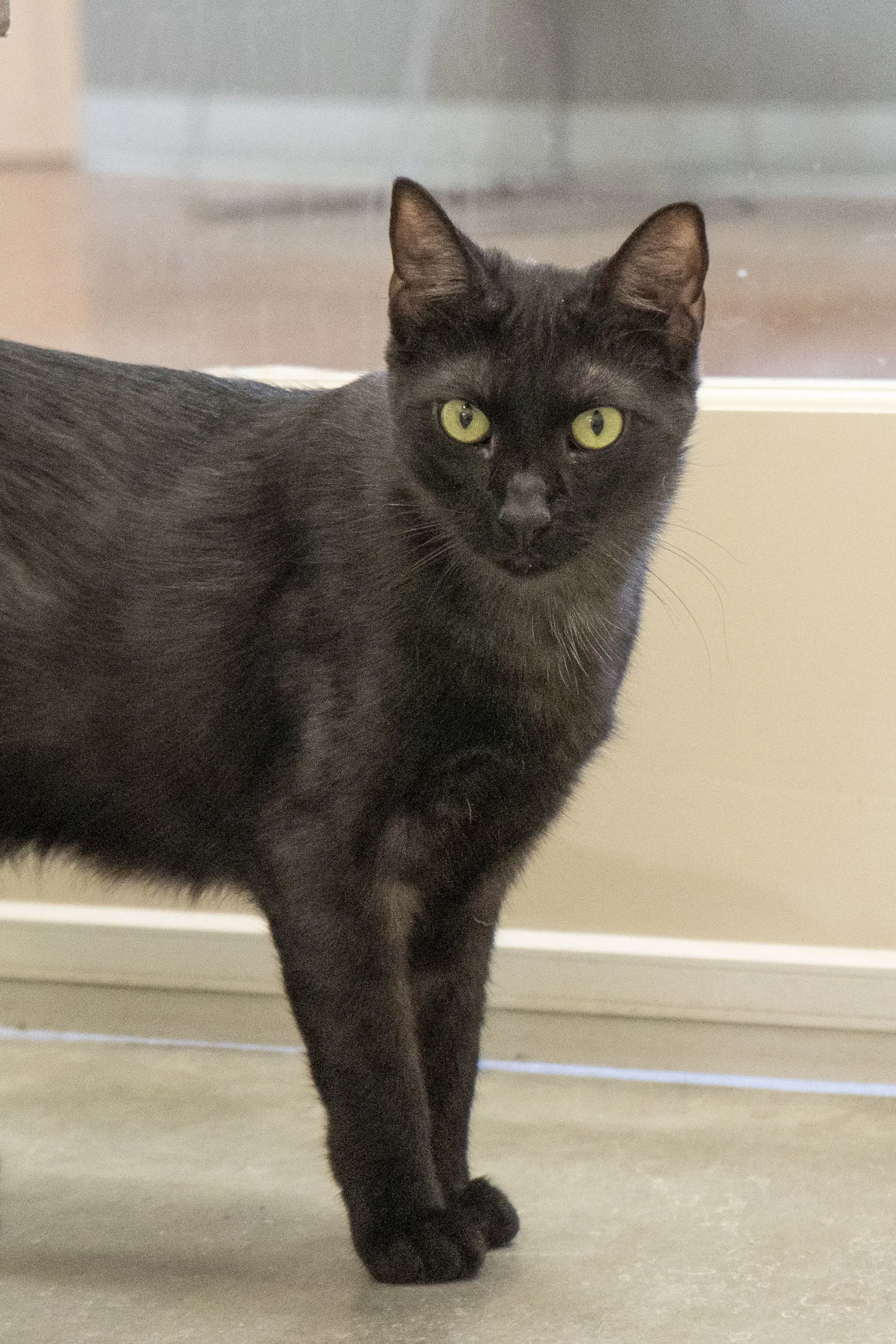 Zevy - Domestic Short Hair