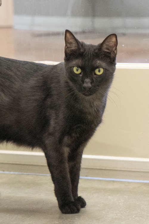 Zevy, a cat for adoption from Simply Cats Adoption Center