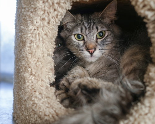 Niko, an adoptable Domestic Medium Hair in Boise, ID