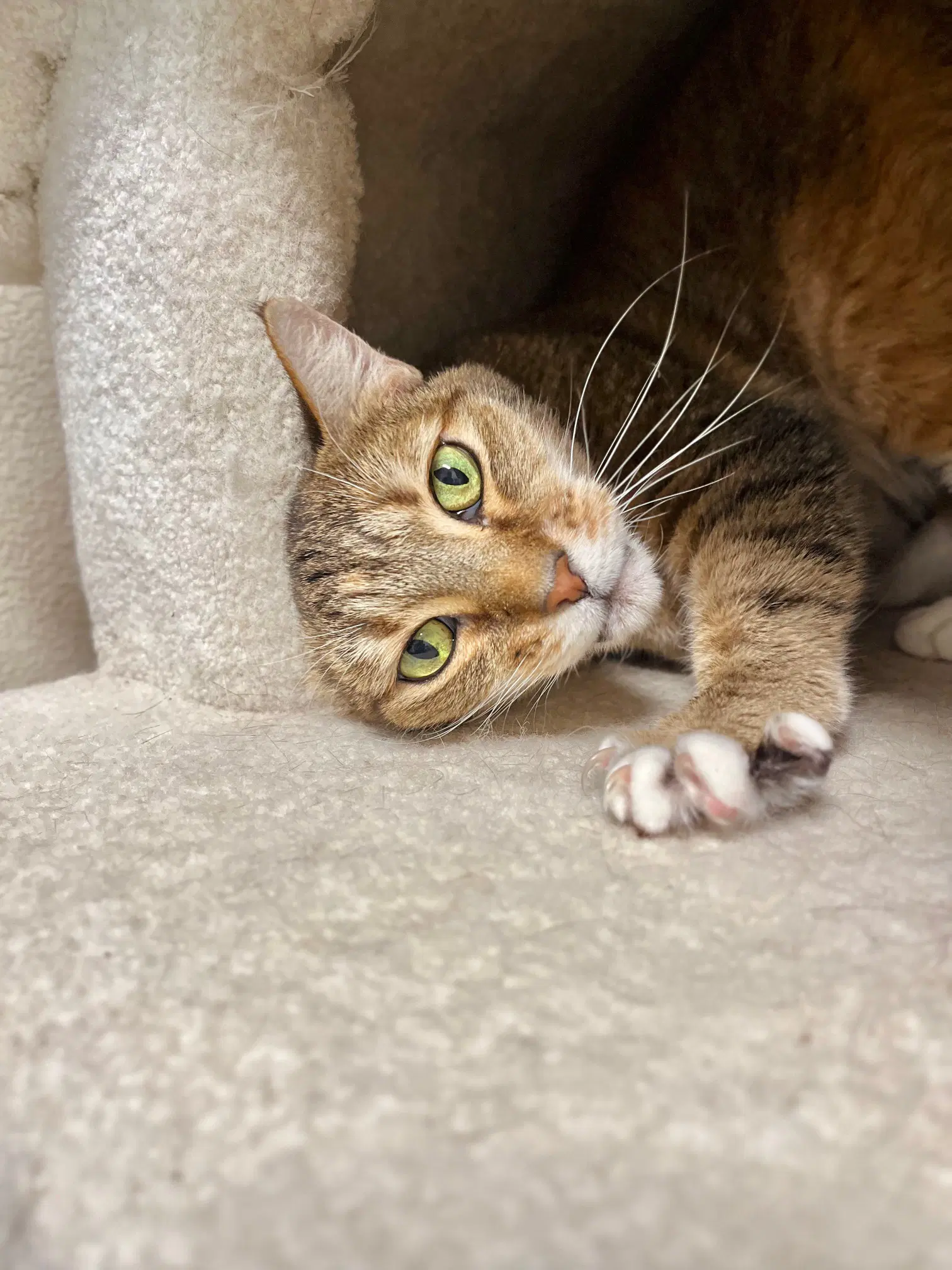 Honey Bug - Domestic Short Hair