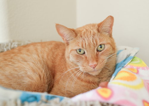 Chester, Adult Domestic Short Hair, cat for adoption in Nampa, Idaho
