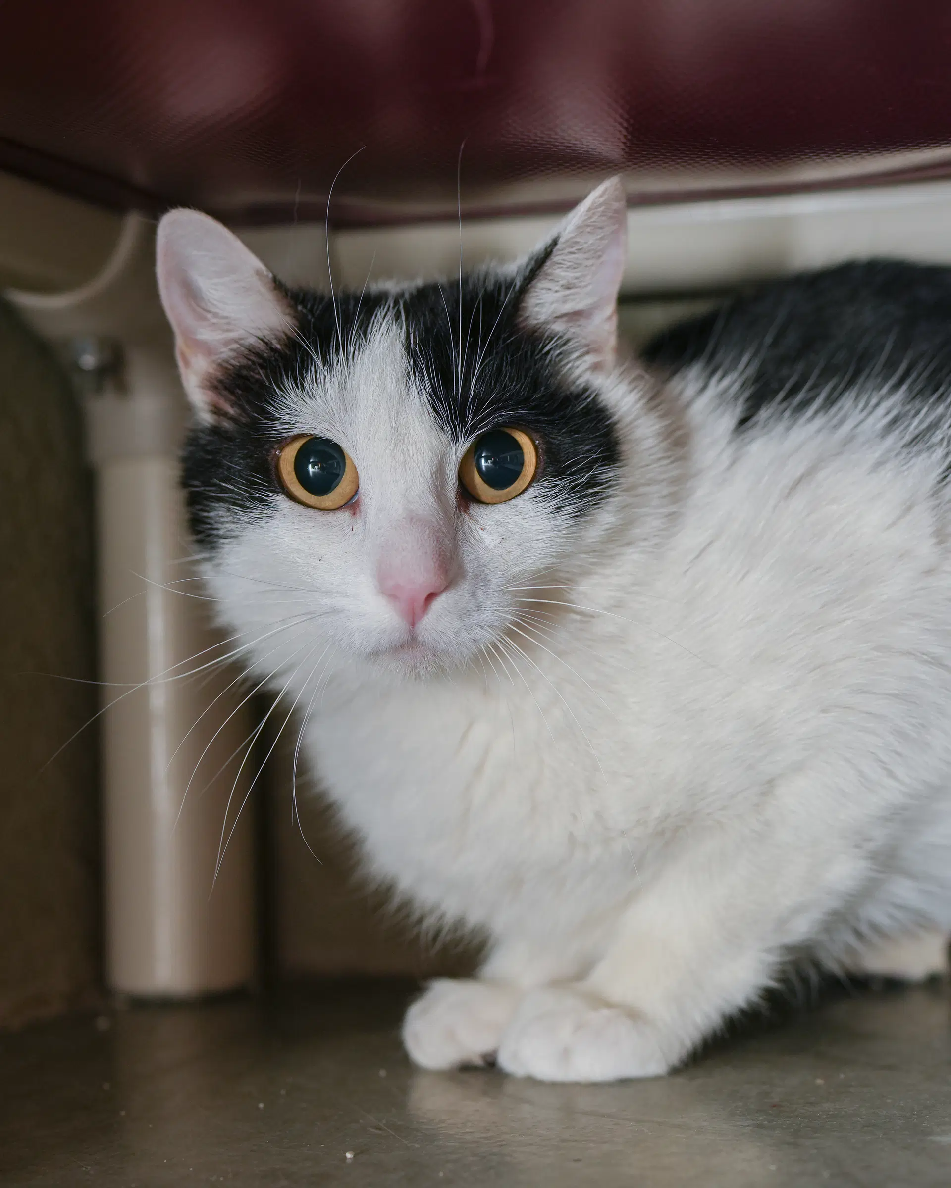 Gully - Domestic Short Hair