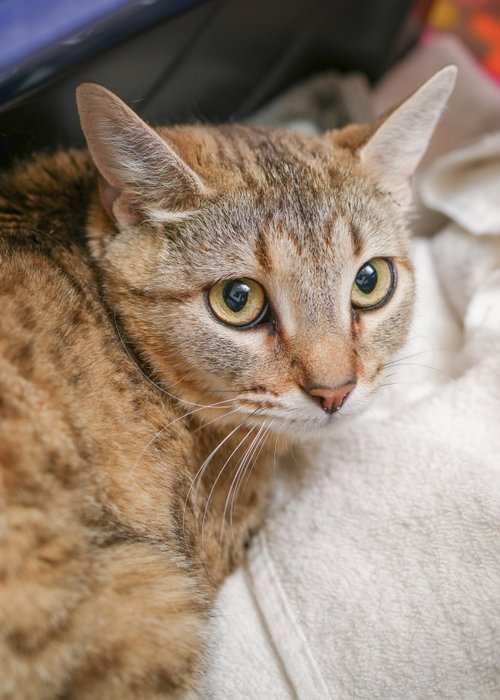 Tabby