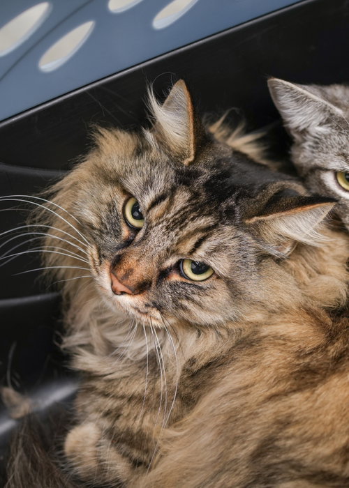 Bonnie, Adult Domestic Medium Hair, cat for adoption in Nampa, Idaho