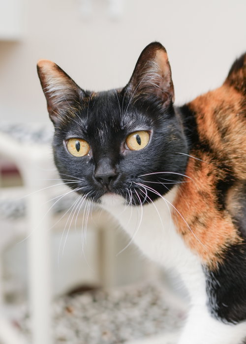 Cali Cat