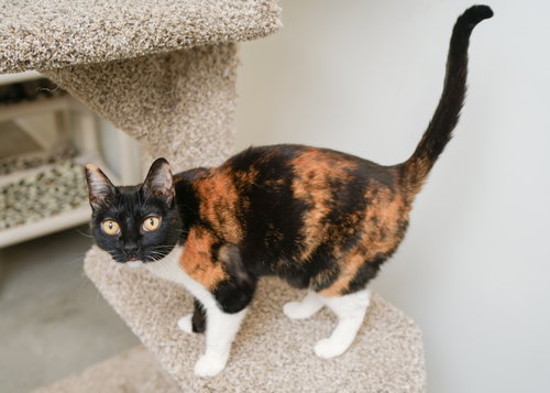 Cali Cat photo 2