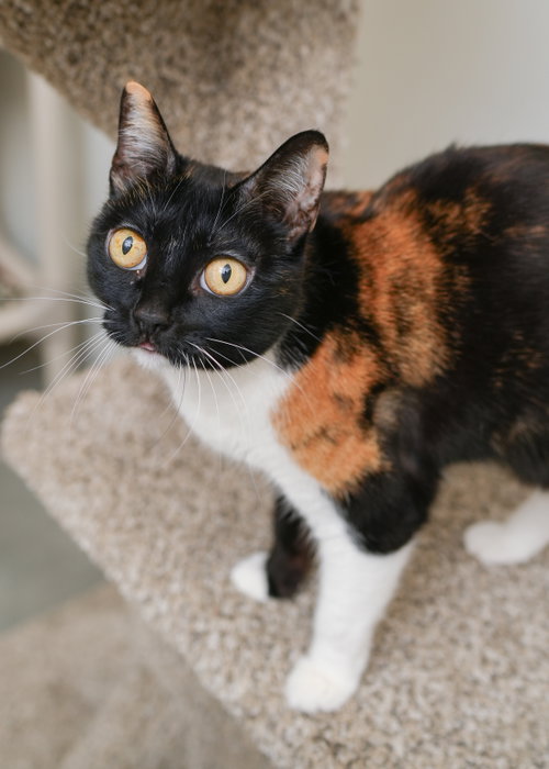 Cali Cat photo 3
