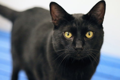 Binx