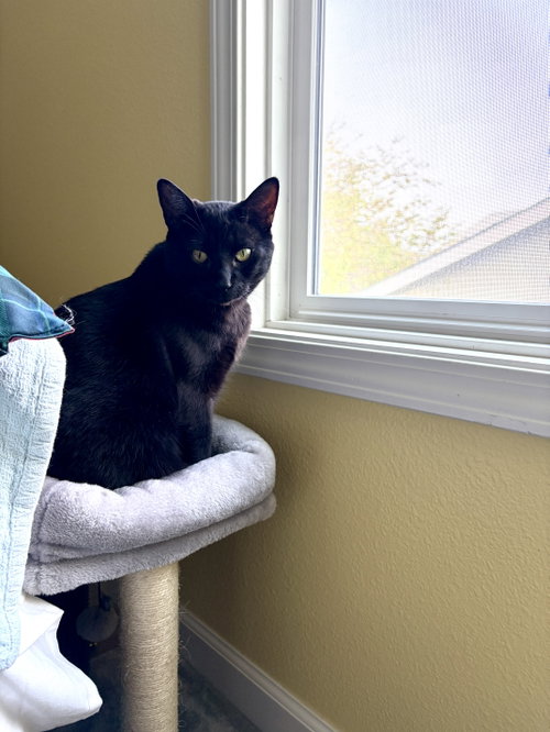 Binx photo 2
