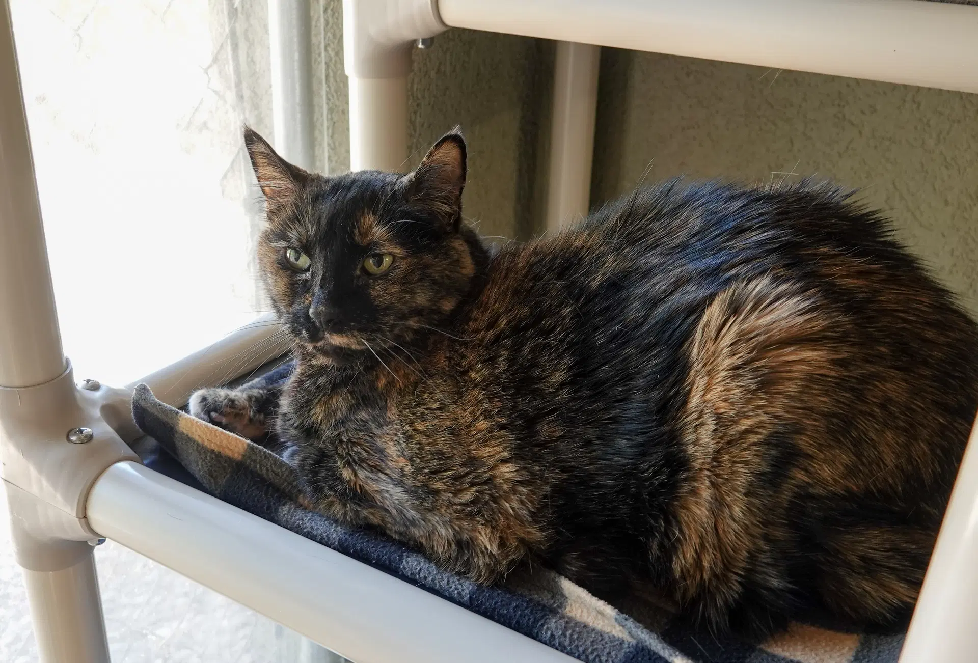 Priscilla - Domestic Short Hair