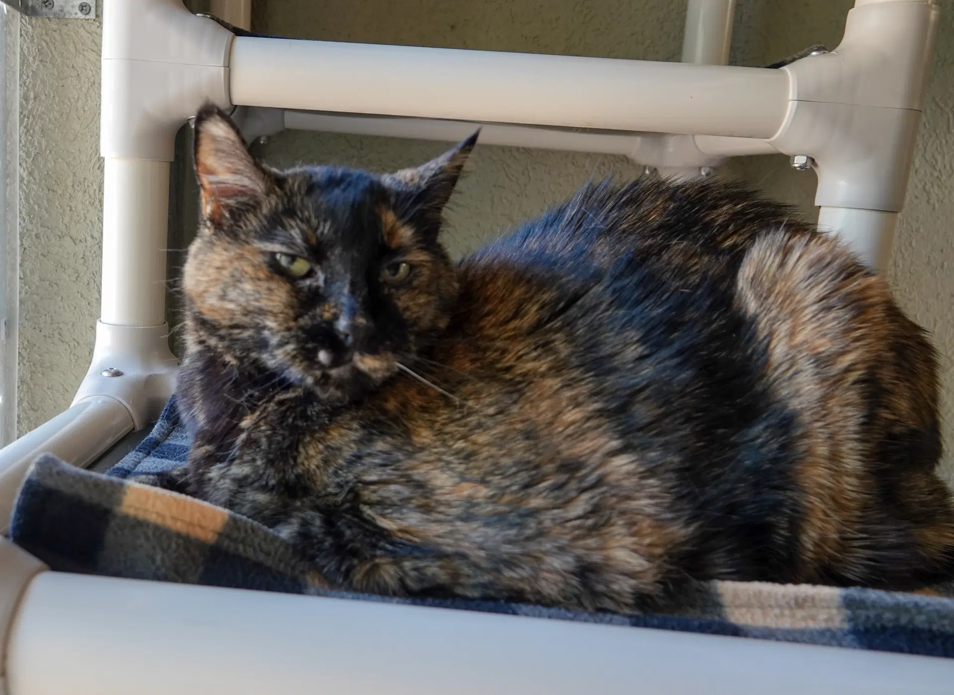 Priscilla image 2