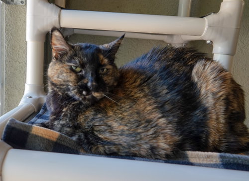 Priscilla photo 2