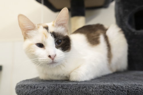 Lady, an adoptable Domestic Short Hair in Boise, ID