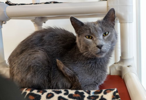 Twirly, an adoptable Domestic Short Hair in Boise, ID