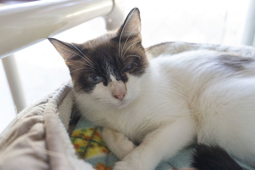 Patricia, an adoptable Domestic Short Hair in Boise, ID