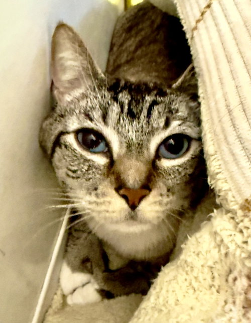 Spicy Shrimp, an adoptable Domestic Short Hair in Boise, ID