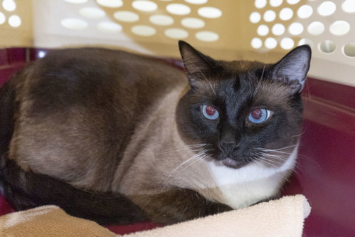 Wasabi Noodle, an adoptable Domestic Short Hair in Boise, ID