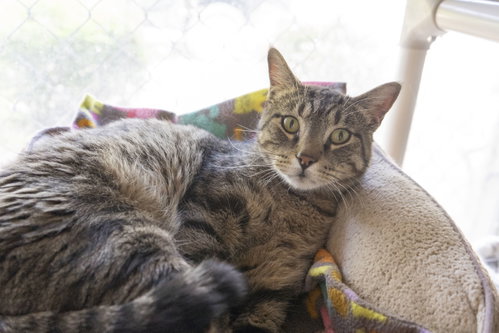 Spooky, an adoptable Domestic Short Hair in Boise, ID