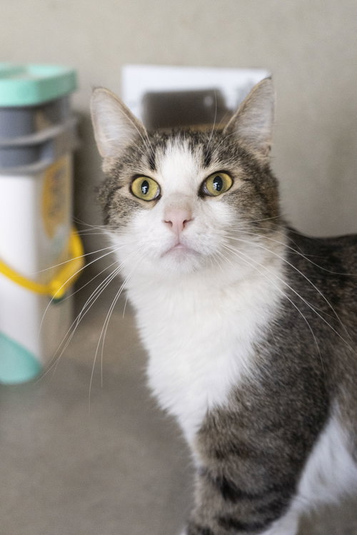 Gary, an adoptable Domestic Short Hair in Boise, ID