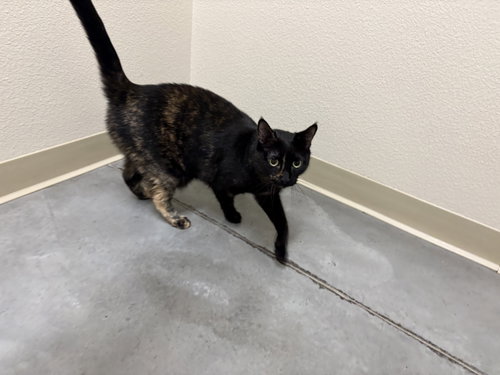 Scarlett, an adoptable Domestic Short Hair in Boise, ID